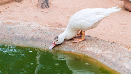 White duck stood beside the pond are generally like to swim and foraging for food in water.の写真素材