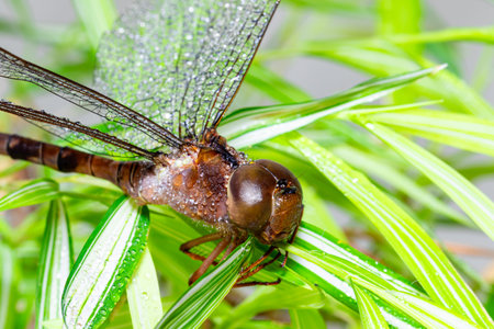 Close up view. A dragonfly perched on branches of grass patiently. And there was droplets of water on it body. Which is during the rainy pouring.の写真素材