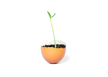 Close up view in white background. Vegetable or plant grown with soil in chicken egg shell.の写真素材