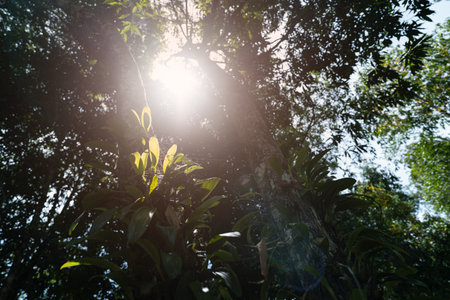 Ant view and under shade of trees. Tall tree is densely covered with branches different in vegetation. There are flare of sunlight shining through in the day time.の写真素材