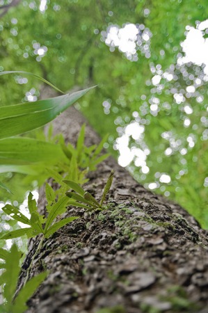 greenの写真素材