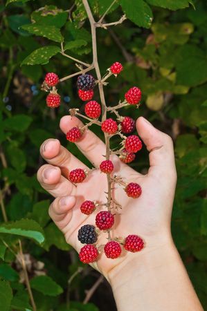 little hand pick fruits