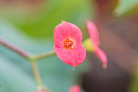 beautiful cactus flower, red macroの写真素材