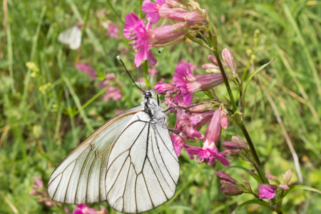 butterfly sitting on the purple flowerの写真素材