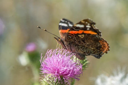 Tiger butterfly sitting on the purple sweet william flower on the green background in the home garden in summer season timeの写真素材