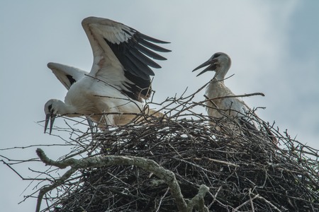 Young storks in the parental home, are preparing for the first flight.の写真素材