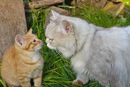Cat and kitten on the grass