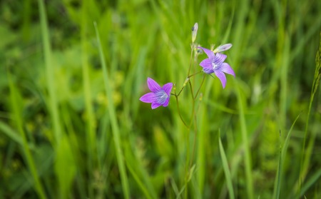 Beautiful purple flowerの写真素材