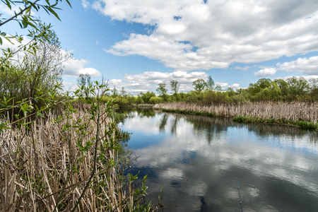 river with reeds on thethe banks ofの写真素材