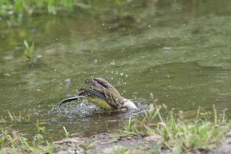 Wagtail in water, Motacilla werae,natural environmentの写真素材