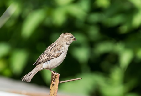Image of sparrow on nature background.の写真素材