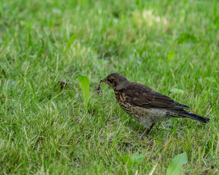 Common starling in a grass. European bird at the grass background. Bird watching.