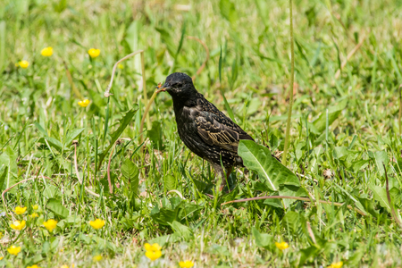 Common starling in a grass. European bird at the grass background. Bird watching.の写真素材
