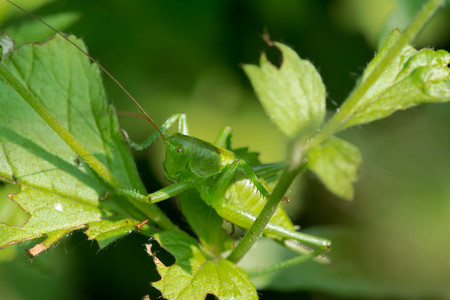 Grasshopper sits on the grass close-up. Macro photo of a grasshopper sitting on a sheet. Locust sitting in the grass. A green grasshopper sits on a branch.の写真素材