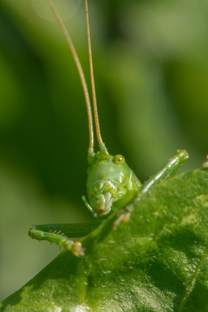 Grasshopper sits on the grass close-up. Macro photo of a grasshopper sitting on a sheet. Locust sitting in the grass. A green grasshopper sits on a branch.の写真素材
