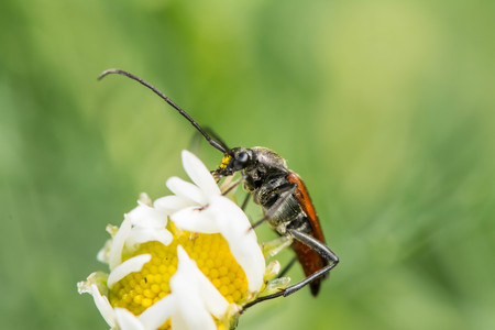 Long-billed bug on white camomile, A summer day in the gardenの写真素材
