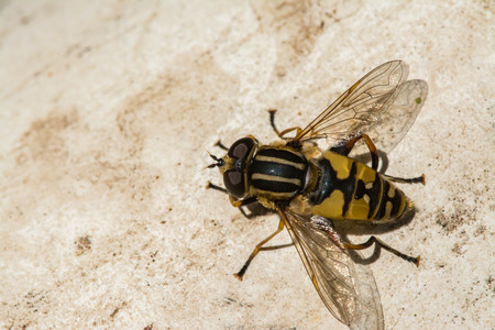 A yellow black fly sits on the sand. Close-up photo