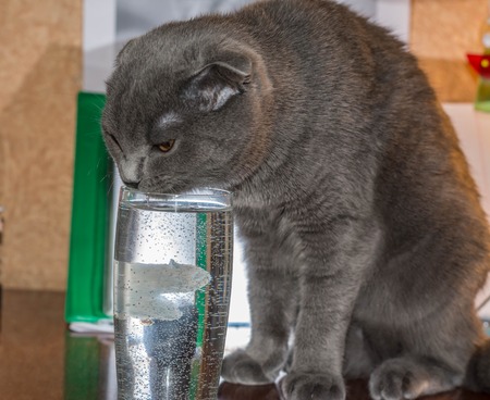 Portrait of young Scottish fold cat, grey colour.の写真素材