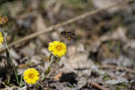Yellow dandelion in forest on early spring closeup. n a background of fallen leaves in early spring.
