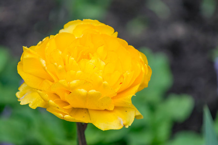 Fine art still life outdoor color flower macro of a single isolated blooming flowering young fresh lantana. Verbenaceae blossom on blurred background in bright sunshine taken in summer or springの写真素材
