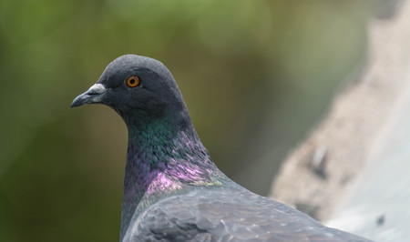 Woodpigeon Columba palumbus perched on a log with a blurred green background.の写真素材