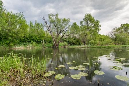 Summer landscape with trees at the shore of a river.の写真素材