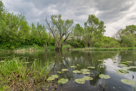 Summer landscape with trees at the shore of a river.の写真素材