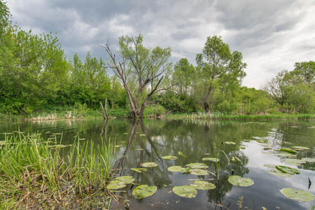 Summer landscape with trees at the shore of a river.の写真素材