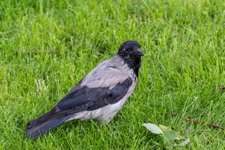 crow bird sitting on a green summer meadow in a park