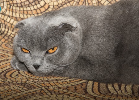 portrait of young scottish fold cat, gray color. Cat Basia