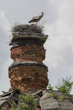Travel to Russia. Stork on the ruined dome of the church, Summer Russia.の写真素材