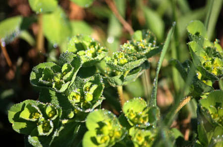 dew on a green plant