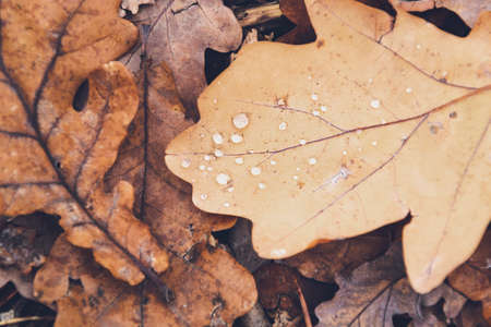 Detail photo of water drops on an autumn leaf. Small shiny rain doplets on a fallen leaves. Macro photo of water drops, as textured background in the forest. Copy space for text with season concept.の写真素材