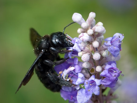 Black bee on pasture.
