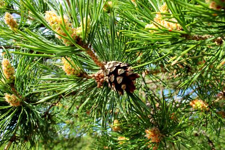 Pine branches with green needles and cones.の写真素材