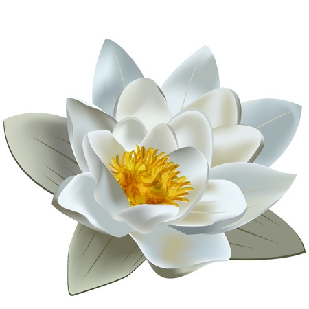 Light colors lotus on white background のイラスト素材