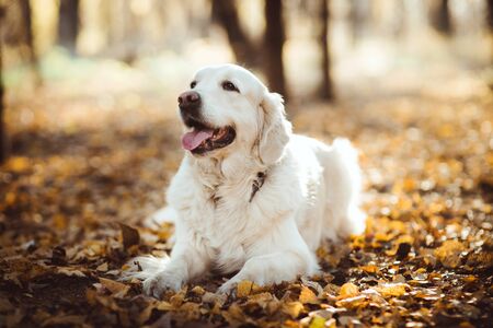 Dog in autumnの写真素材