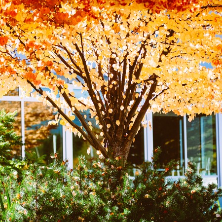 Autumnの写真素材