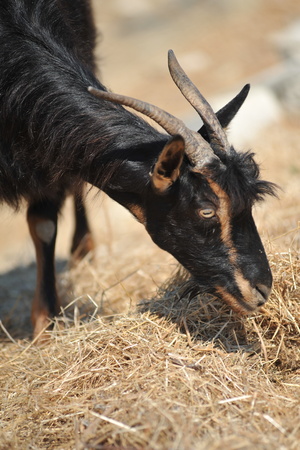 Wild Grecce goatの写真素材