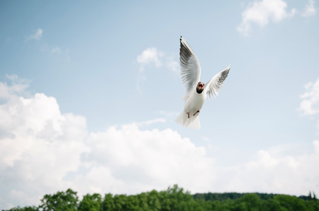 Seagullの写真素材