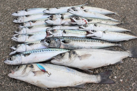 Seabass and Mackeral