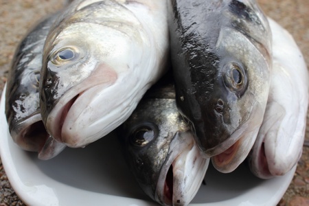 freshly rod caught sea bass,a delicacy of the British Isles
