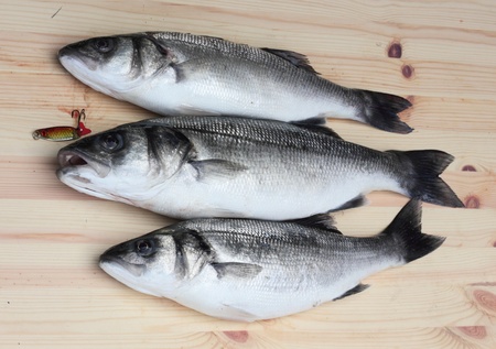 freshly rod caught sea bass,a delicacy of the British Islesの写真素材
