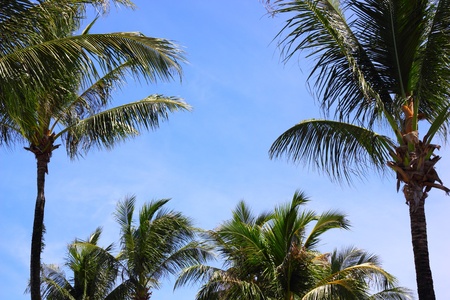 Tropical palmtrees with a blue sky