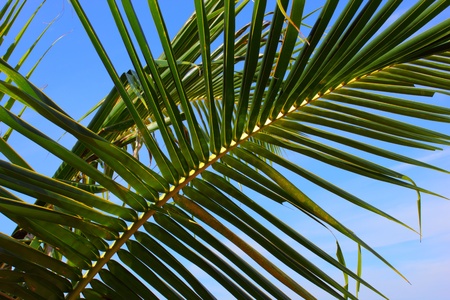 Tropical palmtrees with a blue sky