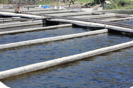 TURKEY,JULY 2013 -  A  trout farm in turkeyのeditorial素材