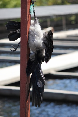 TURKEY,JULY 2013 -  A  trout farm in turkey with a dead bird being used as a scarecrowのeditorial素材
