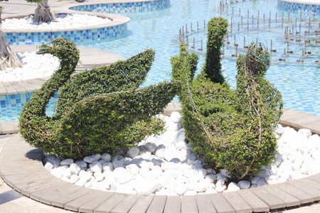 The art of topiary, two swansの写真素材