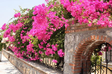 A typical turkish street with colorful flowers along the walkways, 2015の写真素材
