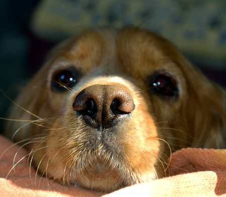 muzzle dog cocker spanielの写真素材